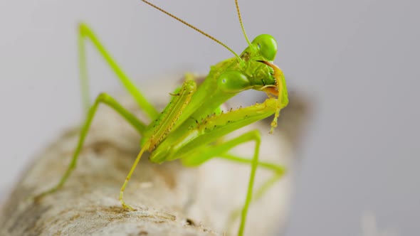 Macro shot of a Praying Mantis cleaning themselves