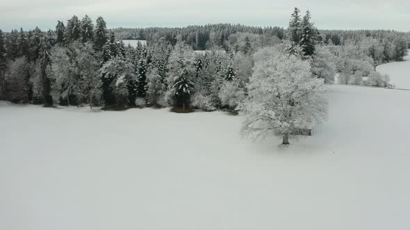 Aerial of beautiful tree in snow covered rural landscape