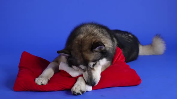 Alaskan Plush Malamute Lies on a Red Pillow in the Studio on a Blue Background