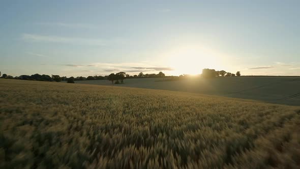 Flight Over Wheat Fields at Sunset