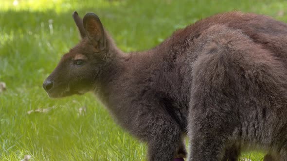 Beautiful Bennet's Wallaby, on green grass, calm animal, close shot