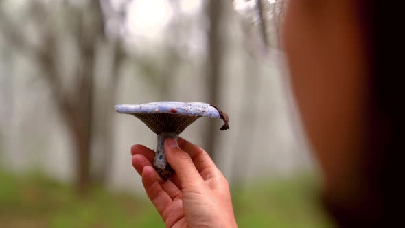 Woman with indigo milk cap mushroom in forest