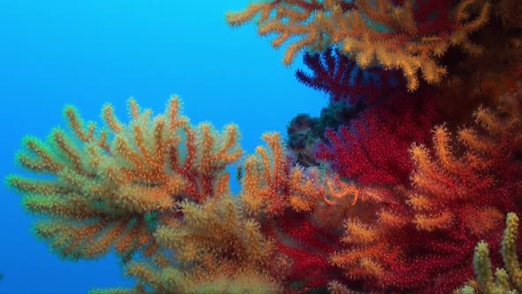 colorful gorgonian sea fans in yellow and red in the Mediterranean Sea