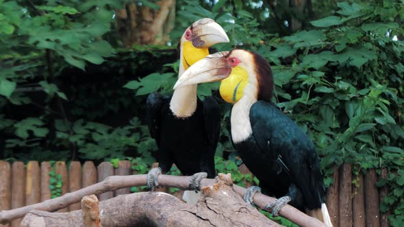 Pair of Wreathed Hornbill Scientific Name Rhyticeros Undulatus Birds at Zoo