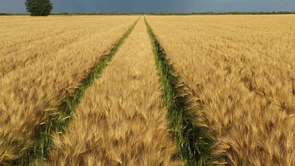 Gold Wheat Field with Path in Summer