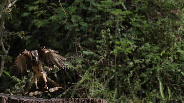 African Grey Hornbill, tockus nasutus, Adult in Flight, landing, Tsavo park in Kenya, slow motion