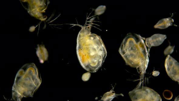 Zooplankton Under the Microscope. Chaotic Movement of a Variety of Planktonic Microorganisms