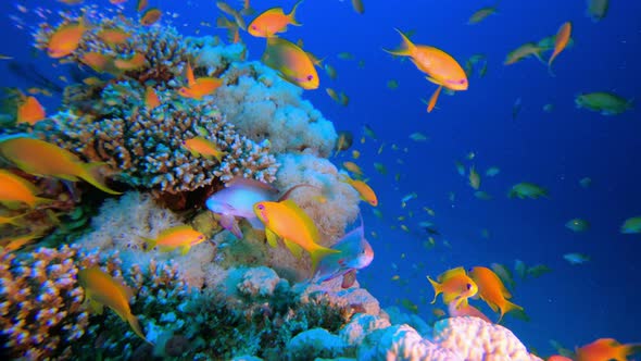 Tropical Colorful Underwater Seascape