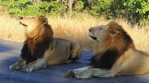 A coalition of nomadic, dark maned male lions lay together on a tar road, keeping an attentive eye o