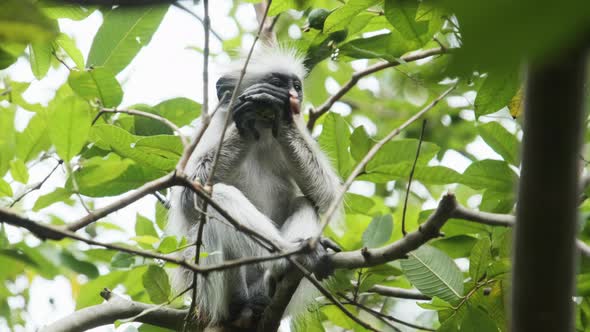 Red Colobus Monkey Sitting on Branch in Jozani Tropical Forest Zanzibar Africa