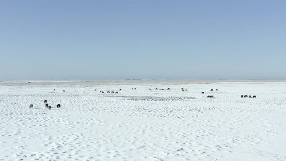 A Large Pack of Beautiful Icelandic Horses in Snowy Conditions