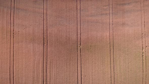 Top view of yellow wheat field at springtime. 