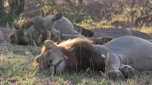 Beautiful African scene of male lions sleeping while backlit by the early morning sun.