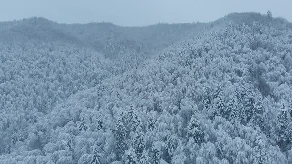 Aerial shot: spruce and pine winter forest completely covered by snow.