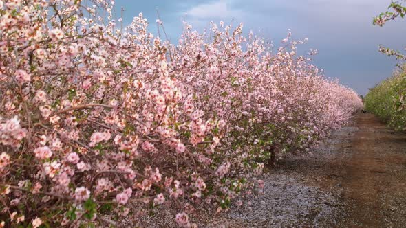 Scenic View of Almond Grove Blooming