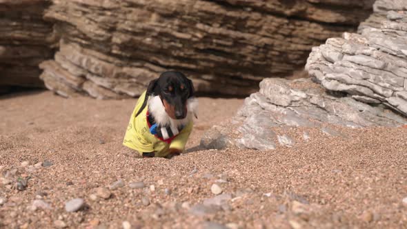 Dachshund Puppy Robinson with Beard and Necklace on Beach