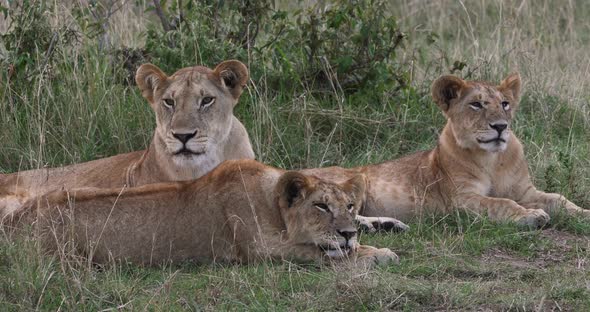 African Lion, panthera leo, Mother and Cubs, Nairobi Park in Kenya, Real Time 4K