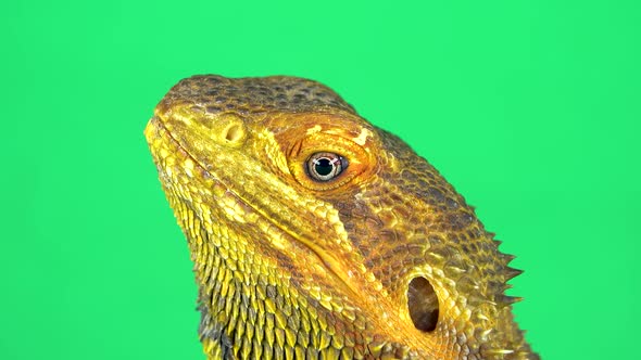 Lizards Bearded Agama or Pogona Vitticeps Isolated at Green Background in Studio. Close Up Head