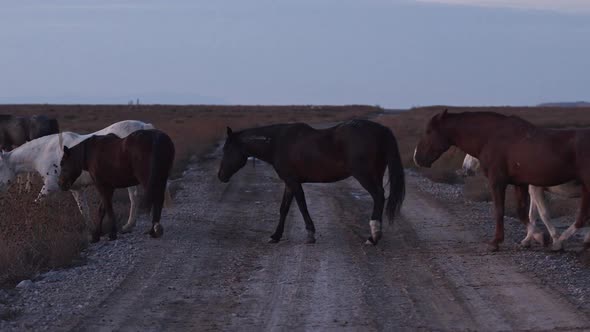 The Onaqui wild horse herd crossing a dirt road in the West desert