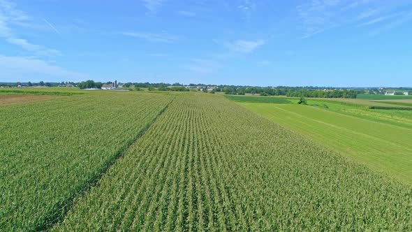 Aerial View of Traveling Along Rows of Green Corn Fields