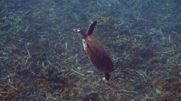 Hawksbill Sea Turtle Swims Under Water on the Background of Coral Reefs