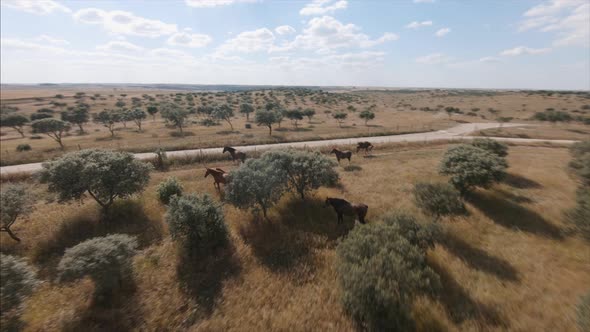 Grazing Wild Horses On Vast Fields With Lush Woods On Countryside At Summertime. - FPV, Orbiting