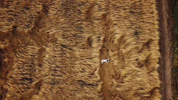 A Couple in Love Lies in a Field of Spikelets Aerial View