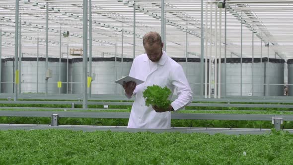 Hydroponic Farm Industry of Man Agronomist Examining Green Lettuce and Working with Tablet Spbd