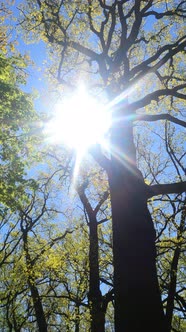 Vertical Video of the Forest in the Spring