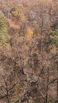 Vertical Video of a Forest with Trees During the Day