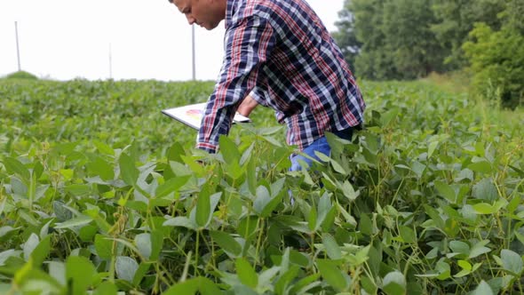 A young buckwheat farmer walks through the field with a profit growth chart in agribusiness.