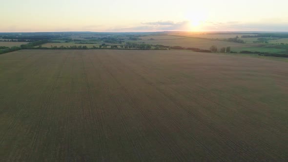 Aerial Shot of Ripe Yellow Wheat Field at Sunset