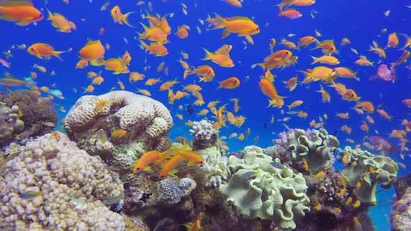 Colorful Reef Scene