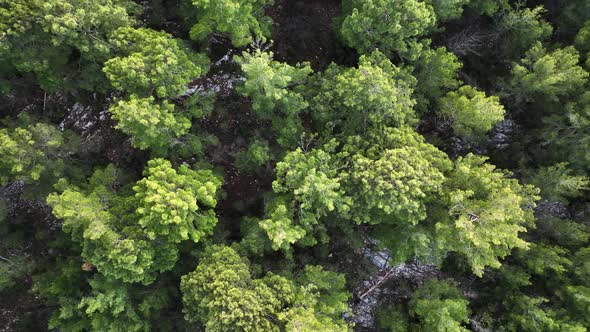 Forest texture aerial view 4 K Turkey Alanya