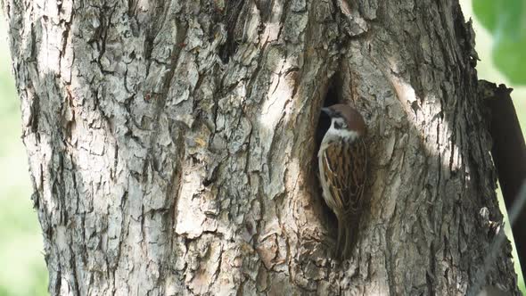Sparrow Sits at Its Nest in a Hollow Tree, and Then Flies Away