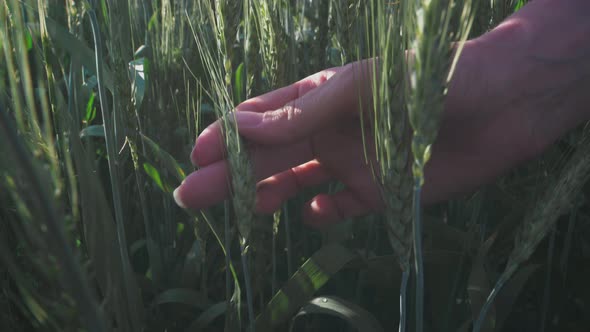 Young Woman Farmer Touches the Sprout of Green Wheat with His Hand Checks the Condition of the Plant