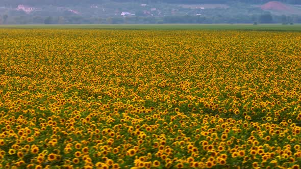 Aerial Video Footage of a Field with Sunflowers