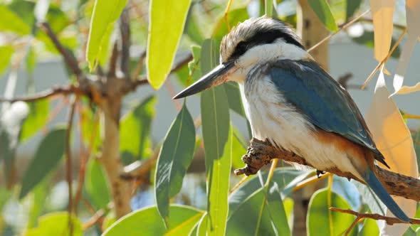 close up of a kookaburra perched in a gum tree