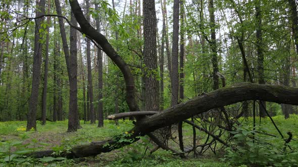 Wild Forest Landscape on a Summer Day