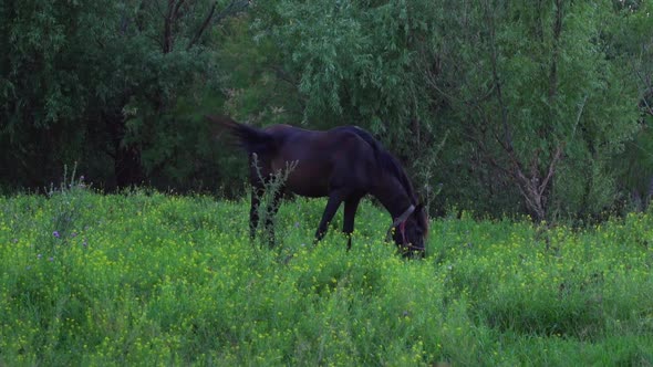 Horse Grazing Grass In The Pasture - wide shot