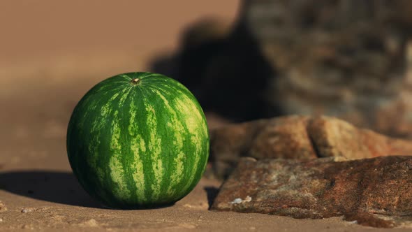 Big and Juicy Watermelon on the Beach Sand