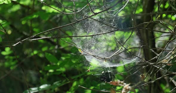 Close up spider web on tree.