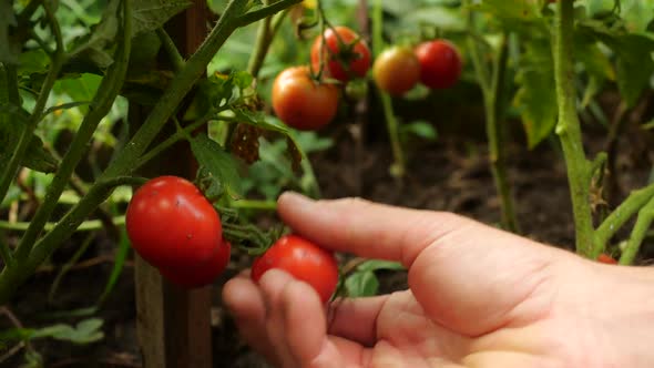 Farmer Is Harvesting Fresh Ripe Tomatoes Leaving Green Ones on the Plant To Ripen. Man's Hand Picks