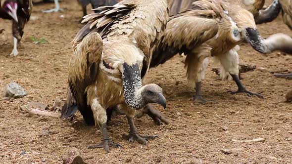 Close up of vultures feasting on bones