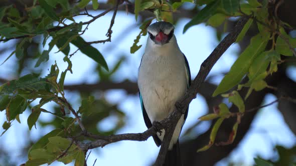 Woodland Kingfisher in a tree