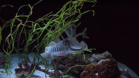 Cuttlefish swimming in marine display at aquarium