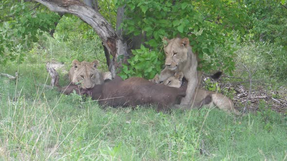 Young lions killing a young african buffalo who is still alive