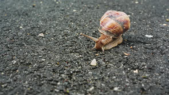 Snail 