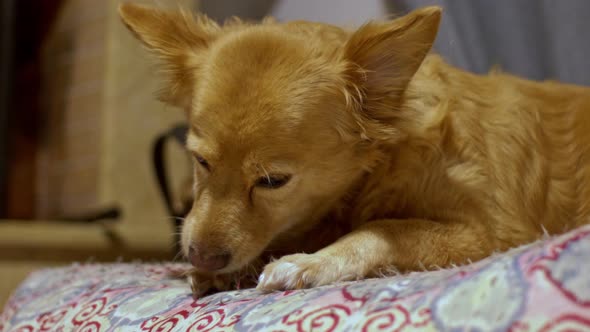 Medium size breed greek Kokoni dog, rests on a fabric stuffed pouffe at home, close up static shot,