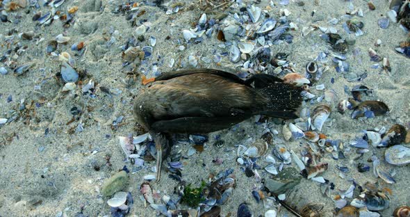 A dead bird in the beach 4k